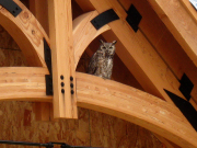 Early morning visitor