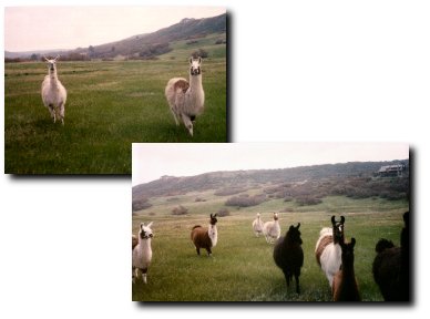Castle Park Ranch