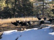 Wild turkeys again