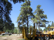 Start of Tree Relocation