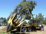 Tree in Spade - Ready for Transplant